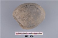 藏品(簾蛤)的圖片